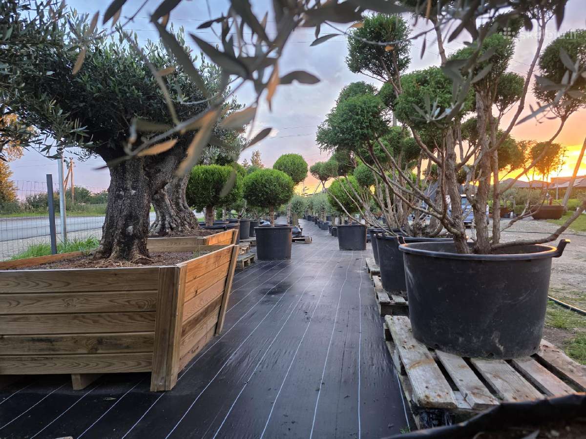 Niwaki Ir Sodo Bonsai - nuotraukos Nr. 6