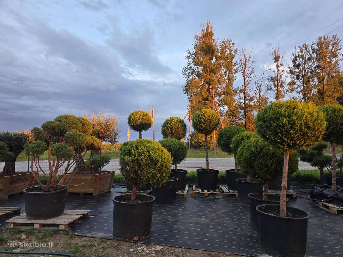 Niwaki Ir Sodo Bonsai - nuotraukos Nr. 11