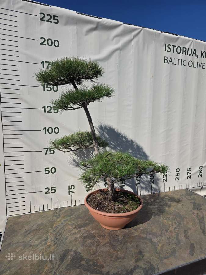 Niwaki Ir Sodo Bonsai - nuotraukos Nr. 10
