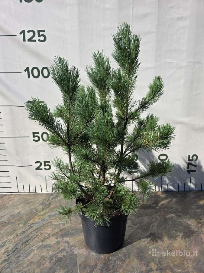 Formuoti Medžiai Bonsai Topiariai - nuotraukos Nr. 6