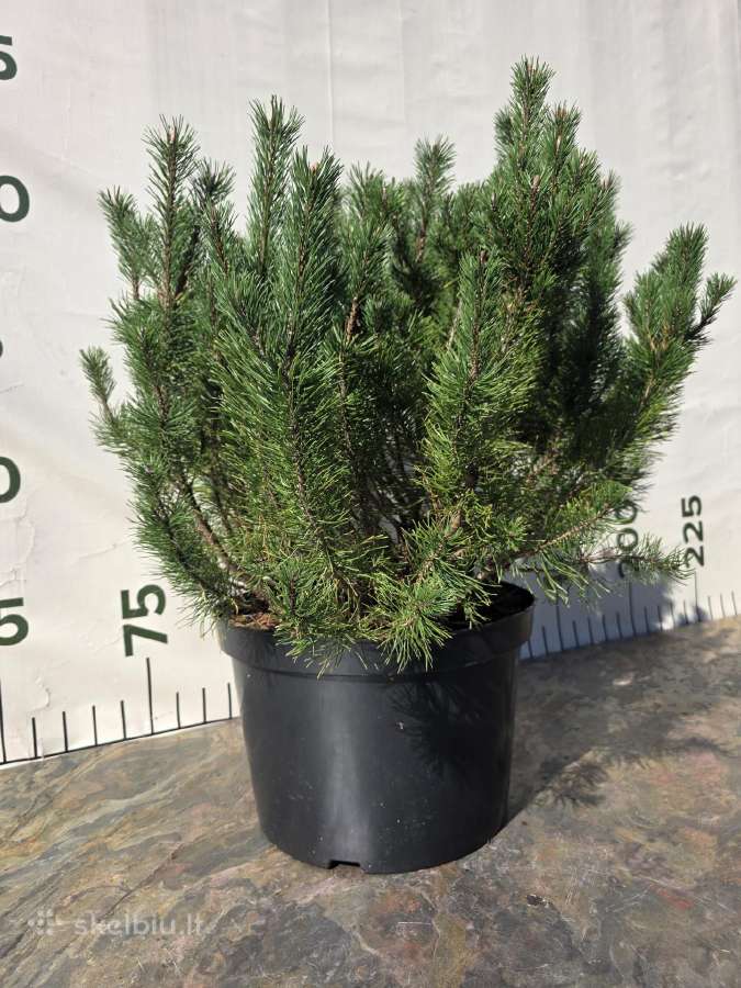 Formuoti Medžiai Bonsai Topiariai - nuotraukos Nr. 8
