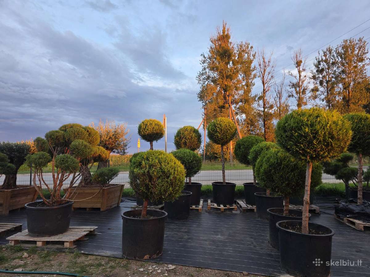 Formuoti Medžiai Bonsai Topiariai - nuotraukos Nr. 5