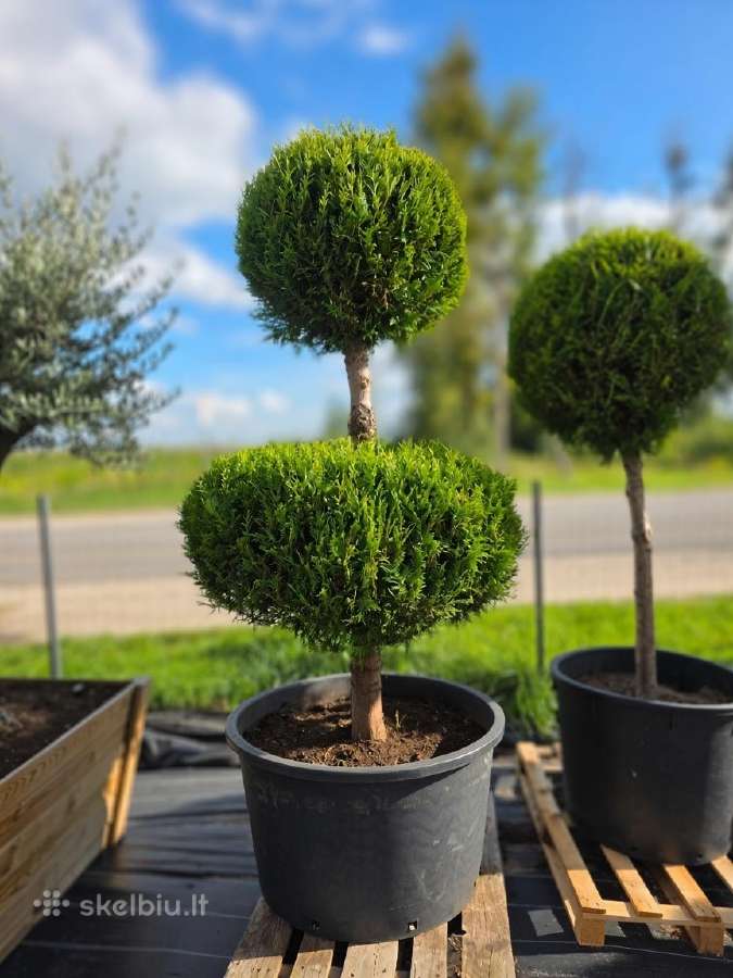 Formuoti Medžiai Bonsai Topiariai - nuotraukos Nr. 2