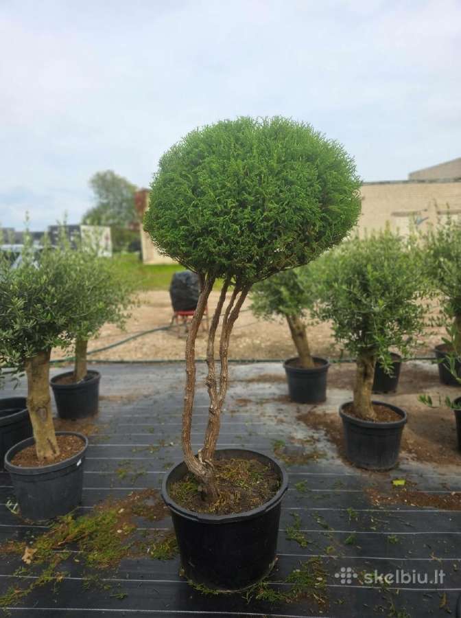 Formuoti Medžiai Bonsai Topiariai - nuotraukos Nr. 3