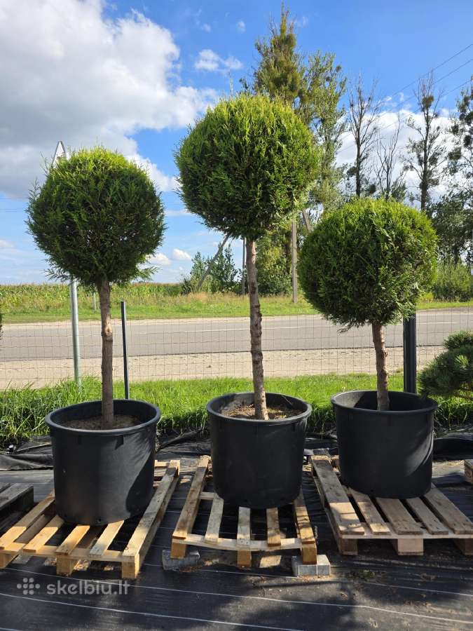 Formuoti Medžiai Bonsai Topiariai - nuotraukos Nr. 4