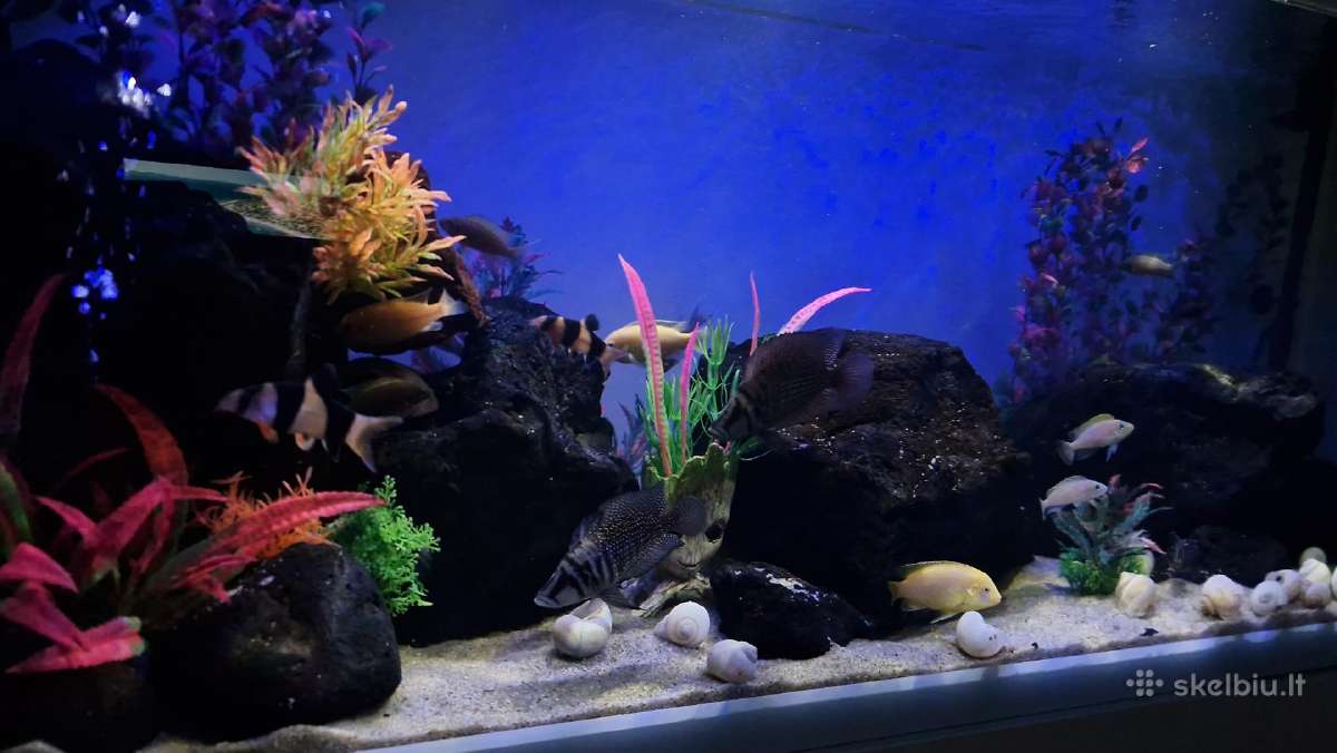 Afrikos ciklidai - nuotraukos Nr. 3