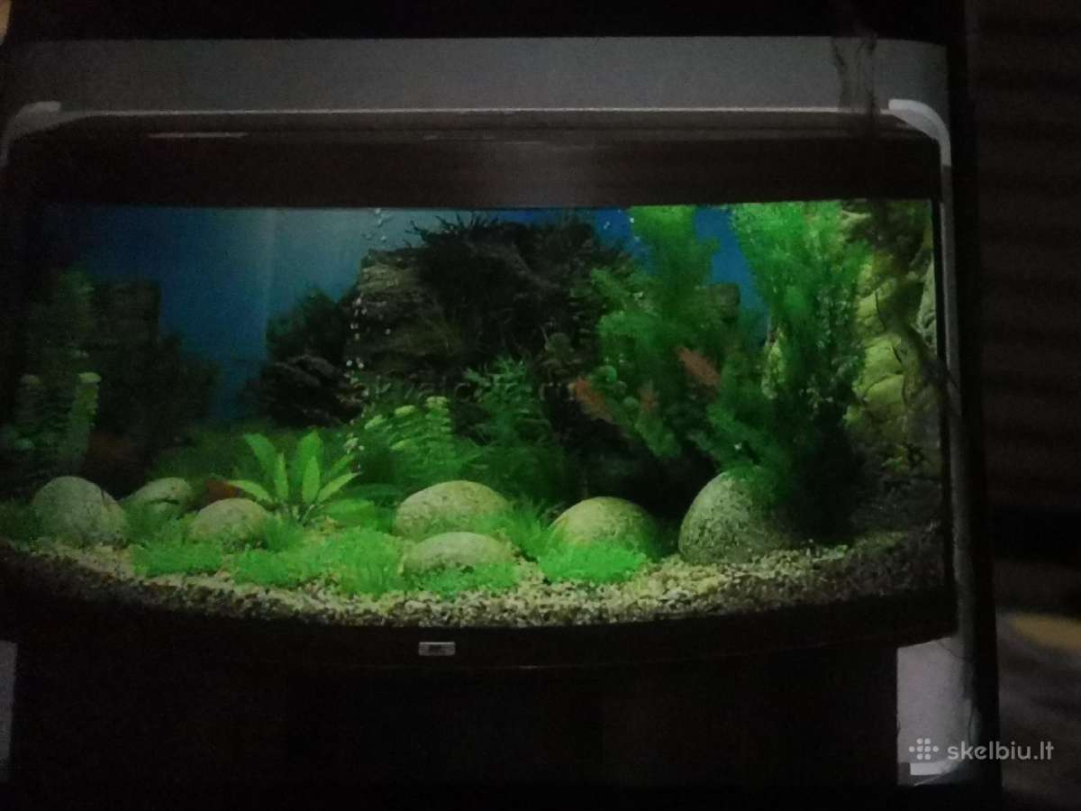 Panoraminis 200ltr lenktas akvariumas - nuotraukos Nr. 2