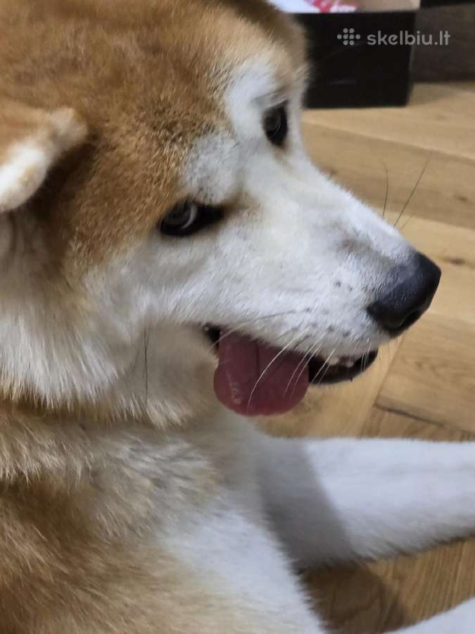 Dovanojamas Japonų Akita Inu (su dokumentais) - nuotraukos Nr. 3