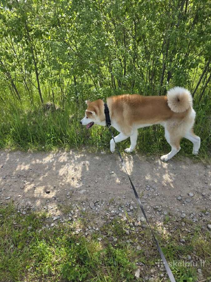 Dovanojamas Japonų Akita Inu (su dokumentais) - nuotraukos Nr. 2