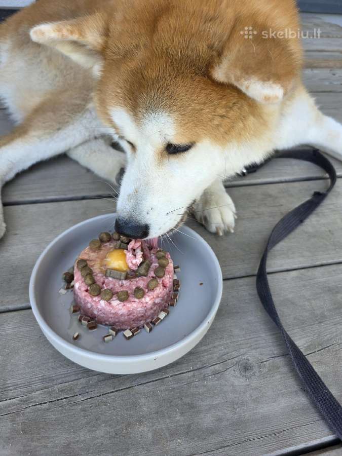 Dovanojamas Japonų Akita Inu (su dokumentais) - nuotraukos Nr. 4