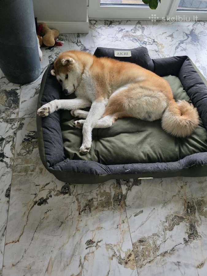 Dovanojamas Japonų Akita Inu (su dokumentais) - nuotraukos Nr. 5