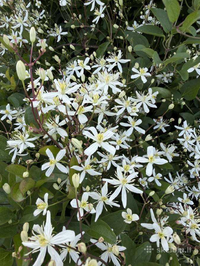 Raganė Clematis - nuotraukos Nr. 2