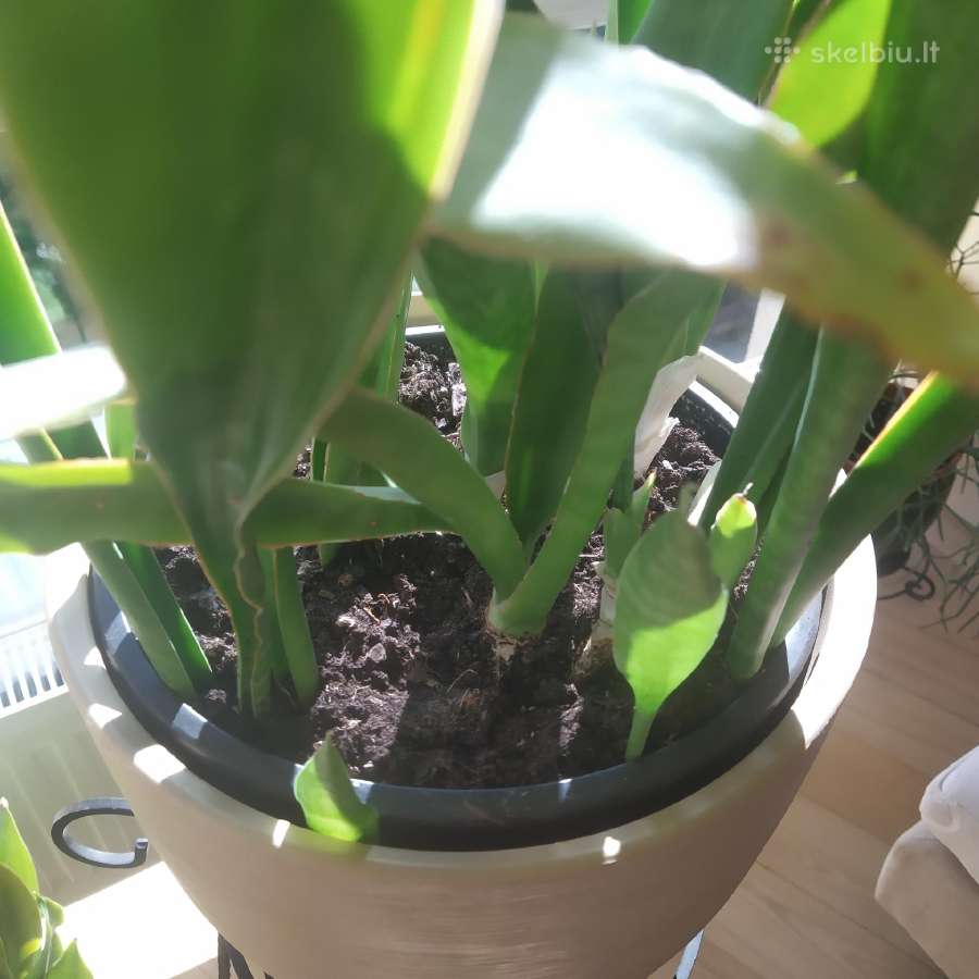Sanseveria - nuotraukos Nr. 3