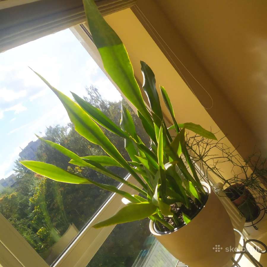 Sanseveria - nuotraukos Nr. 2