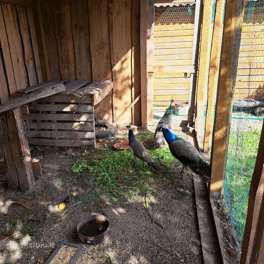 Parduodami fazanai - nuotraukos Nr. 2