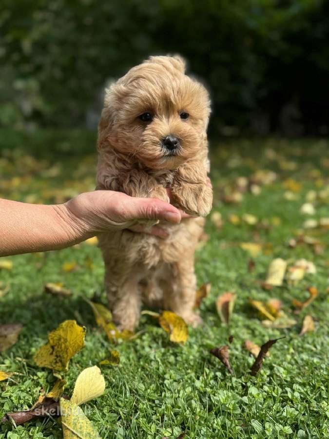 Maltipoo patinėlis - nuotraukos Nr. 2