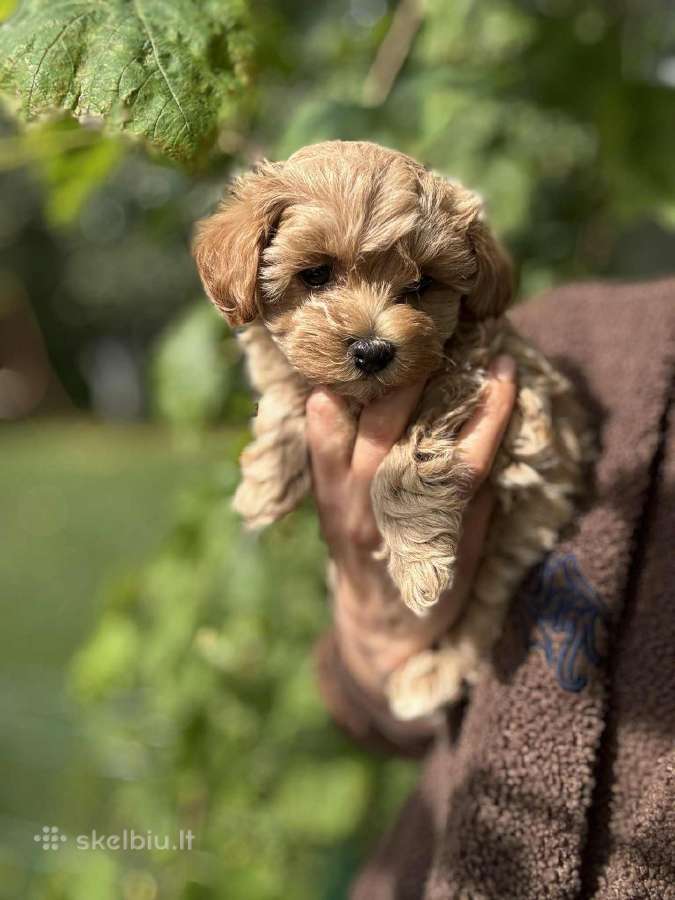 Maltipoo patinėlis - nuotraukos Nr. 3