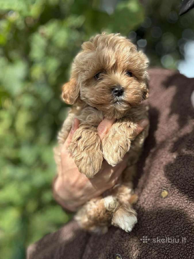 Maltipoo patinėlis - nuotraukos Nr. 6