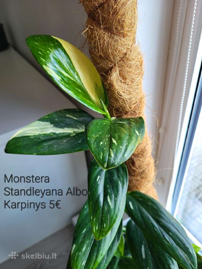 Kambariniai augalai - nuotraukos Nr. 9