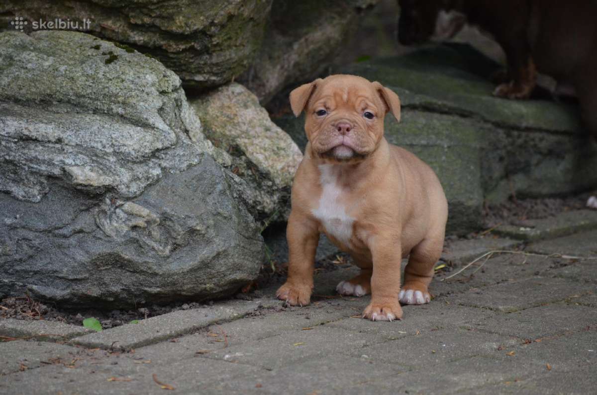 Old English Bulldog - nuotraukos Nr. 2