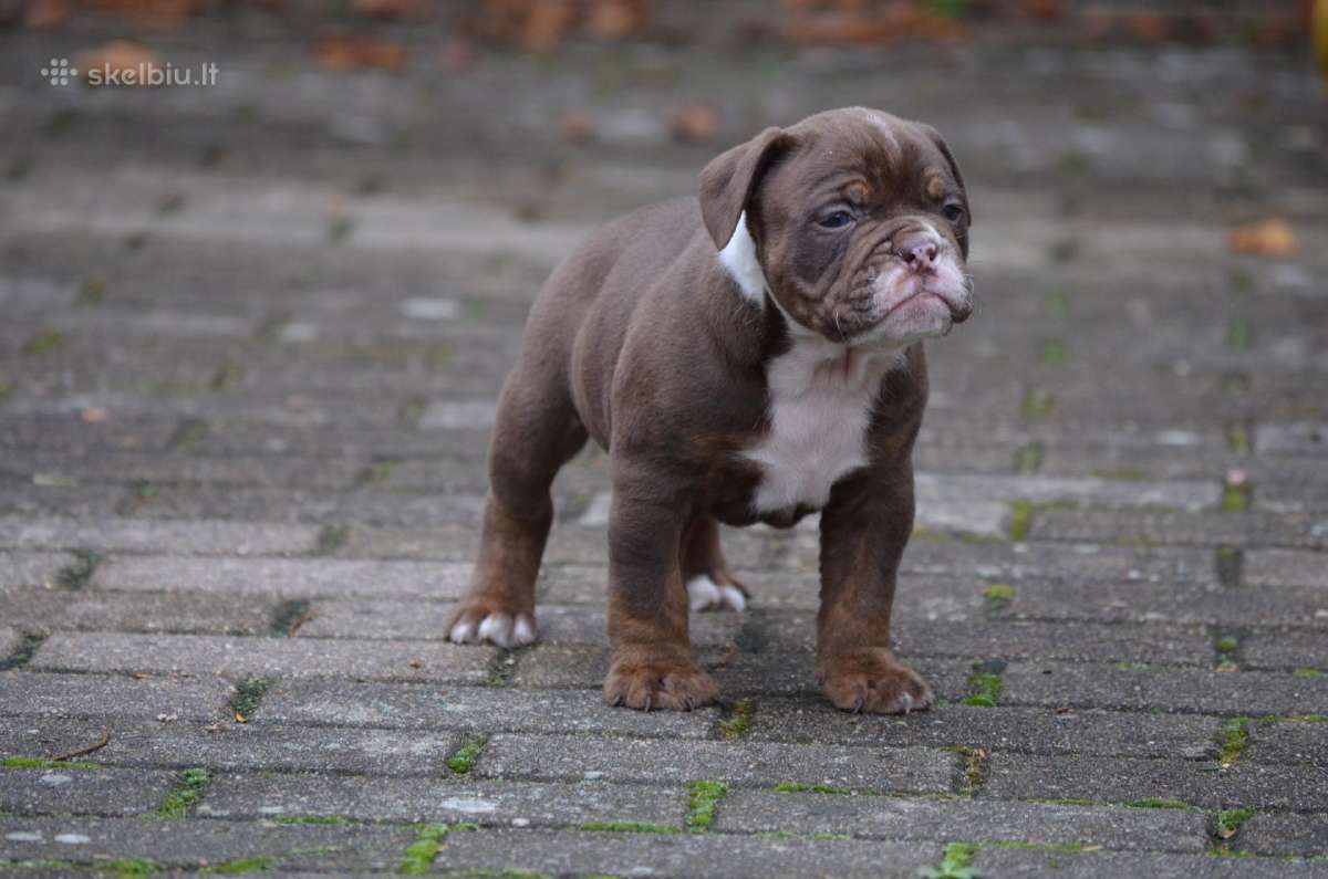 Old English Bulldog - nuotraukos Nr. 3