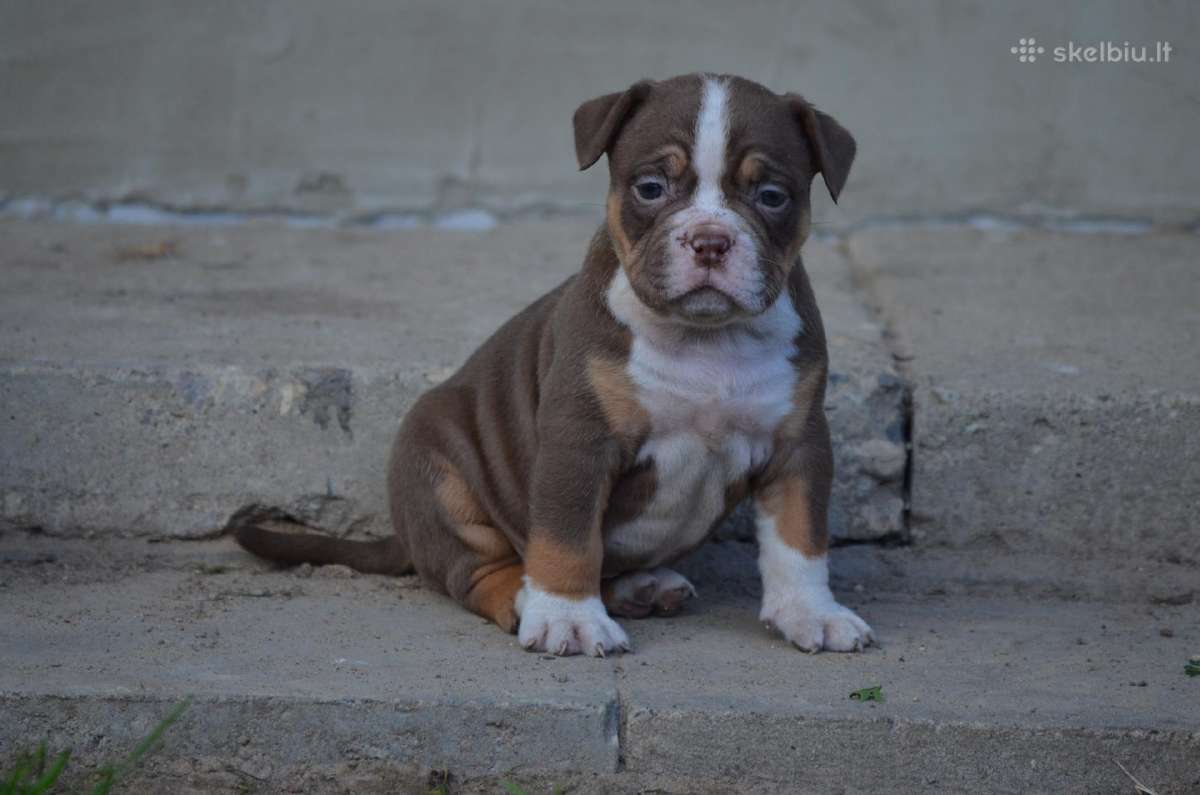 Old English Bulldog - nuotraukos Nr. 4