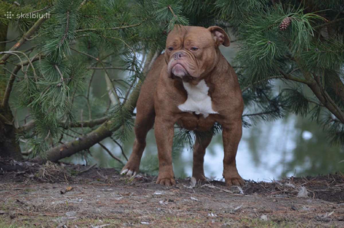 Old English Bulldog - nuotraukos Nr. 5