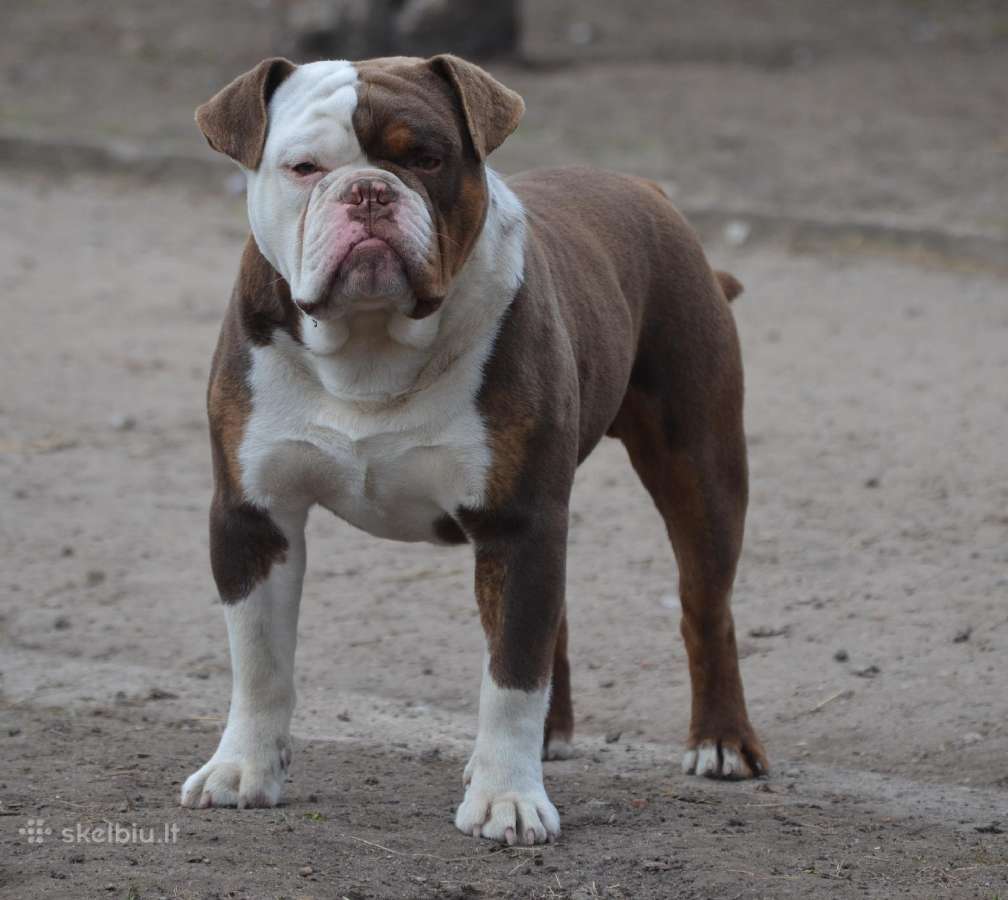 Old English Bulldog - nuotraukos Nr. 6