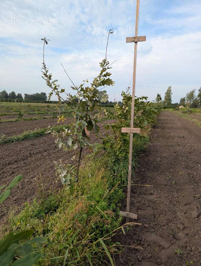 Parduodame ąžuoliukų sodmenis 0,3m iki 2m - nuotraukos Nr. 4