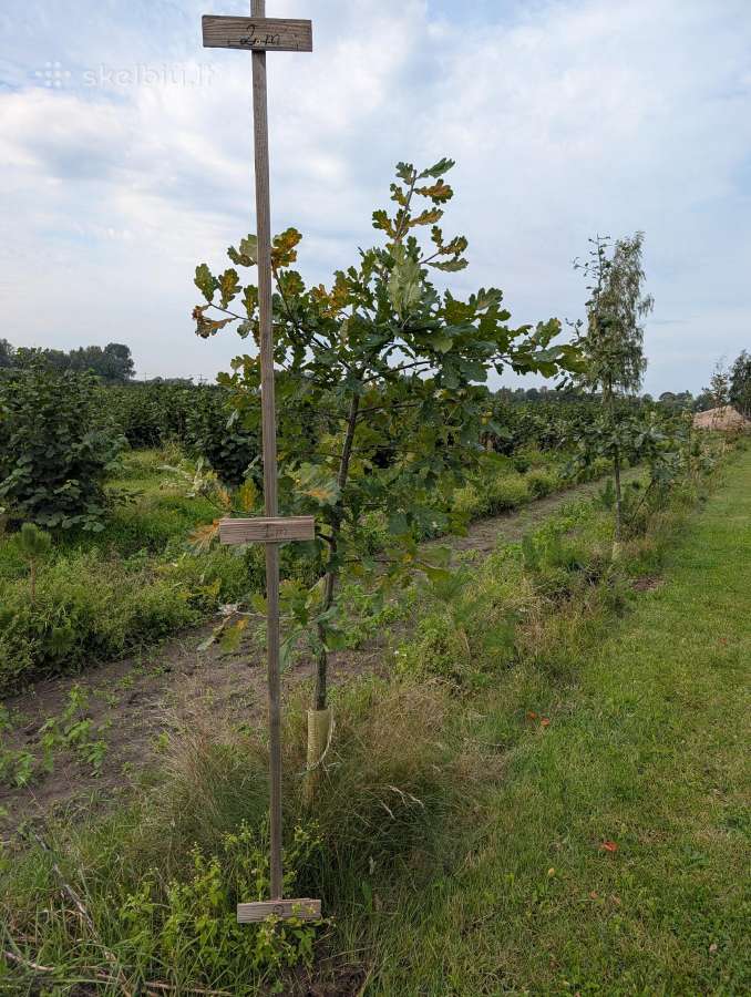 Parduodame ąžuoliukų sodmenis 0,3m iki 2m - nuotraukos Nr. 2