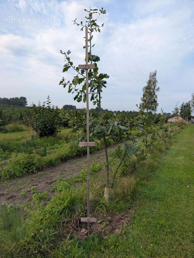 Parduodame ąžuoliukų sodmenis 0,3m iki 2m - nuotraukos Nr. 8
