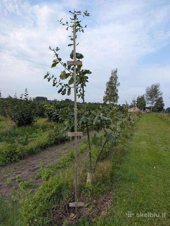 Parduodame ąžuoliukų sodmenis 0,3m iki 2m - nuotraukos Nr. 5