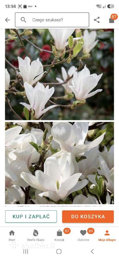Magnolijos - nuotraukos Nr. 10