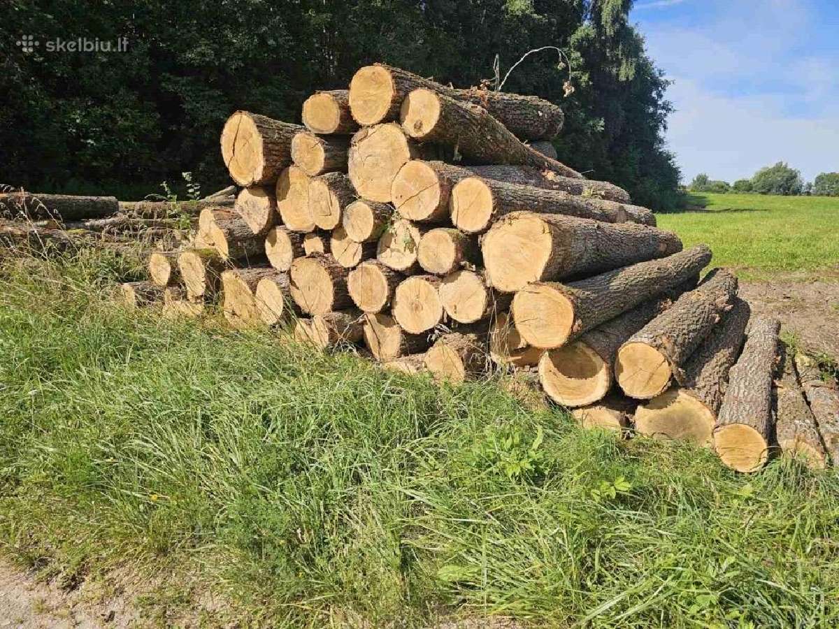 Perkame ąžuolo, uosio rąstus - nuotraukos Nr. 2