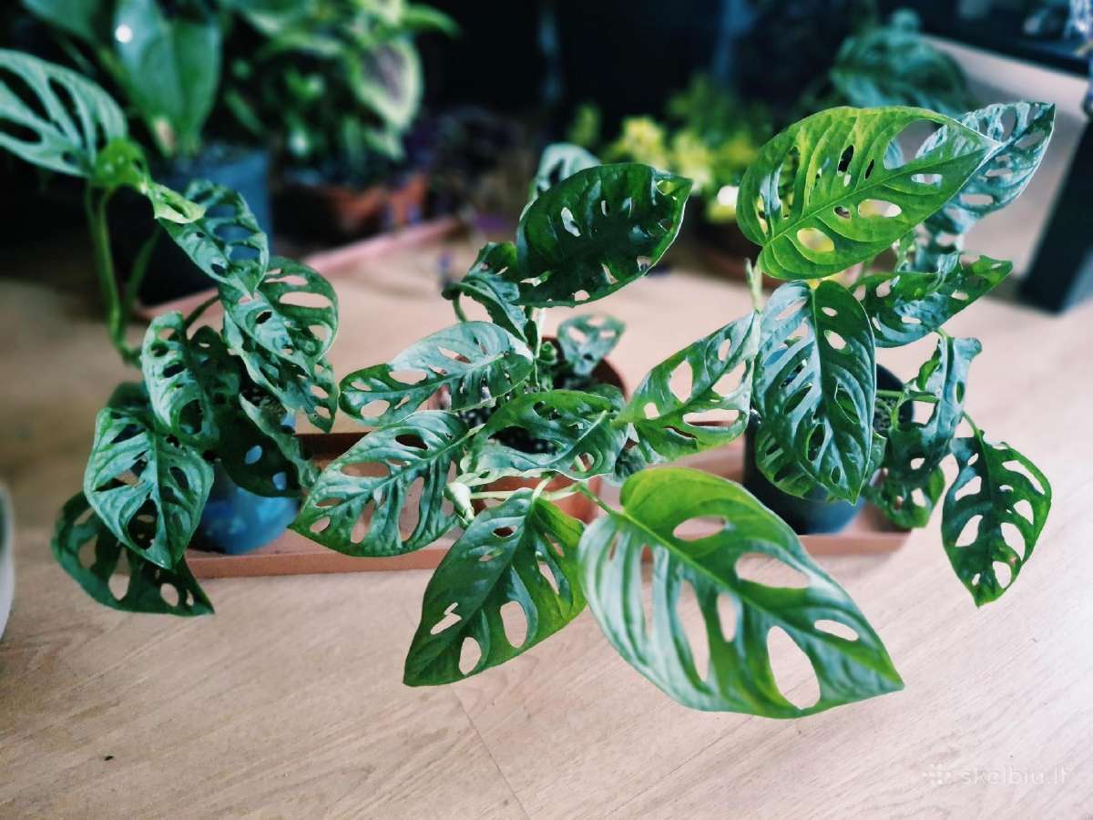 Monstera adansonii / Monkey Mask augalas - nuotraukos Nr. 2