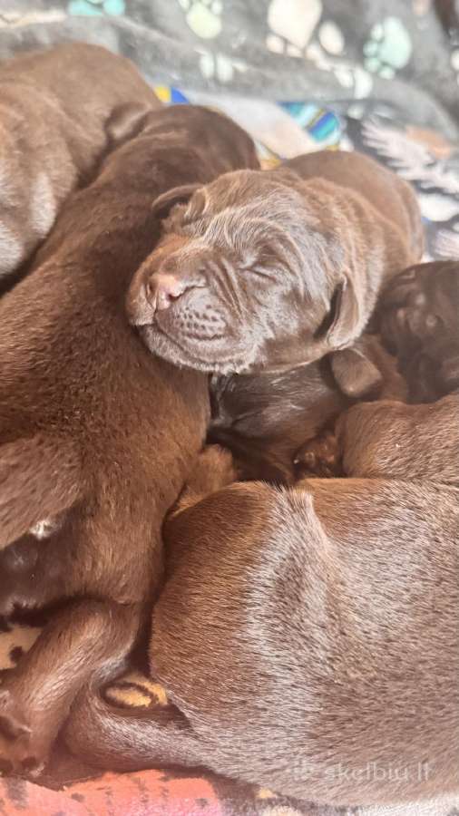 Labrador - nuotraukos Nr. 2