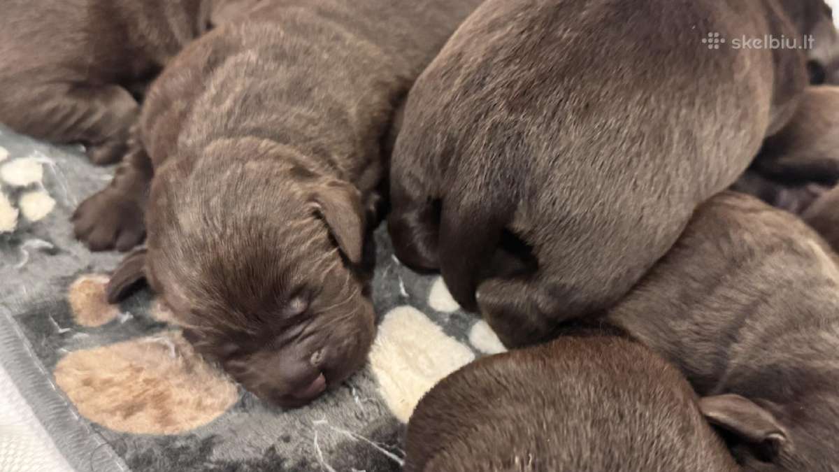 Labrador - nuotraukos Nr. 3