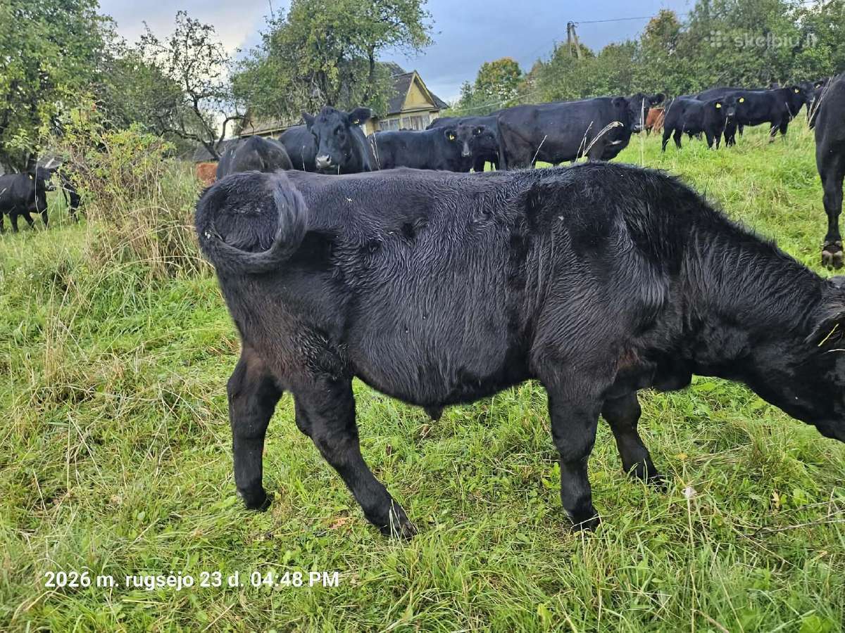 20 vnt angus buliuku - nuotraukos Nr. 3