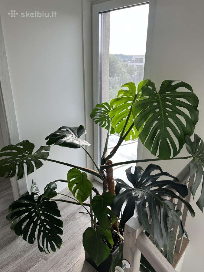 Dvi monsteros, monstera - nuotraukos Nr. 2