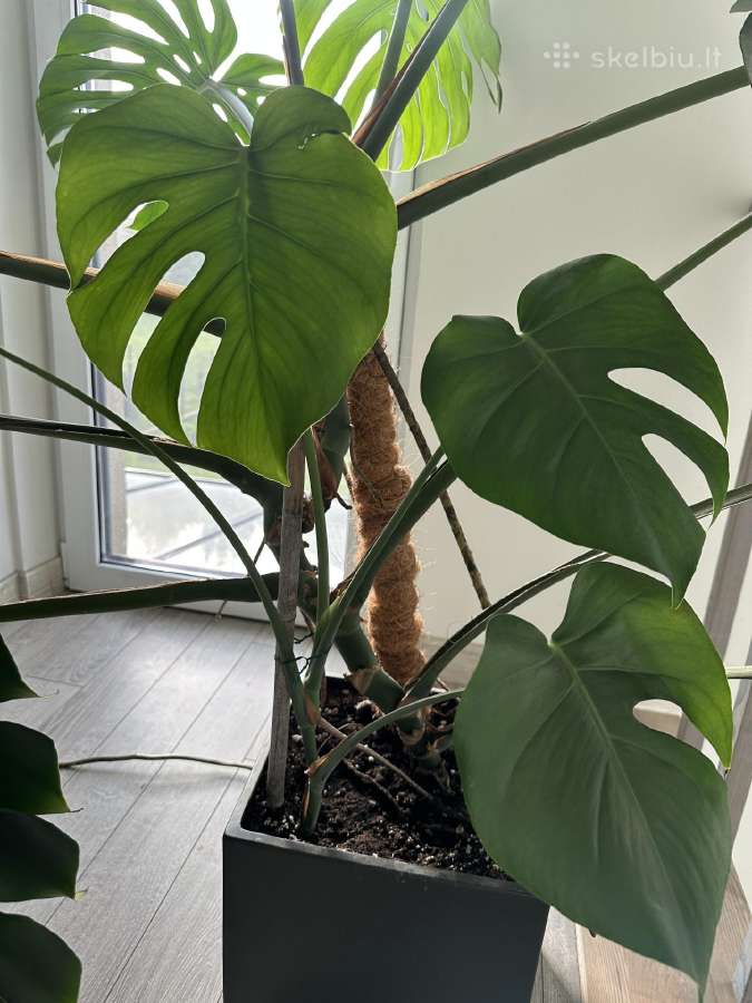 Dvi monsteros, monstera - nuotraukos Nr. 3