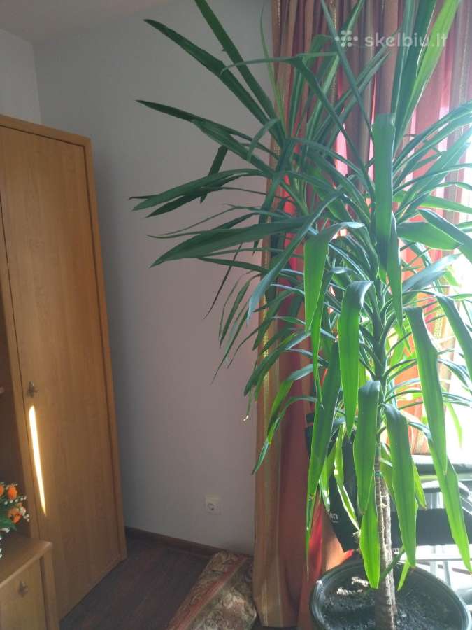 Parduodu palmą - nuotraukos Nr. 2