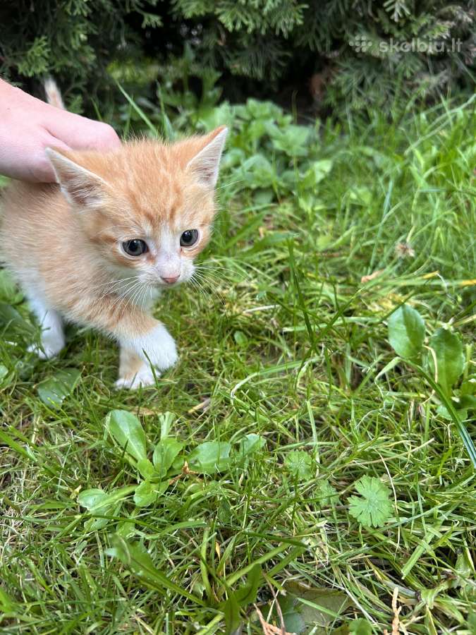 Atiduodami kačiukai į geras rankas! - nuotraukos Nr. 2