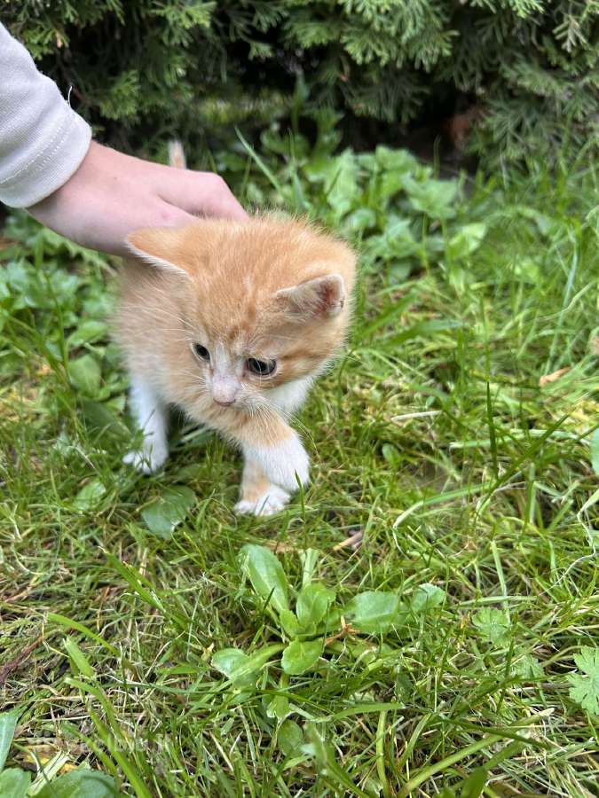 Atiduodami kačiukai į geras rankas! - nuotraukos Nr. 3