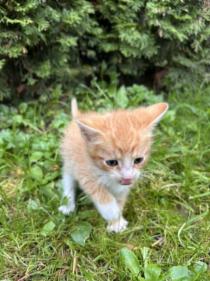Atiduodami kačiukai į geras rankas! - nuotraukos Nr. 4