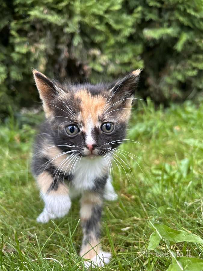 Atiduodami kačiukai į geras rankas! - nuotraukos Nr. 7