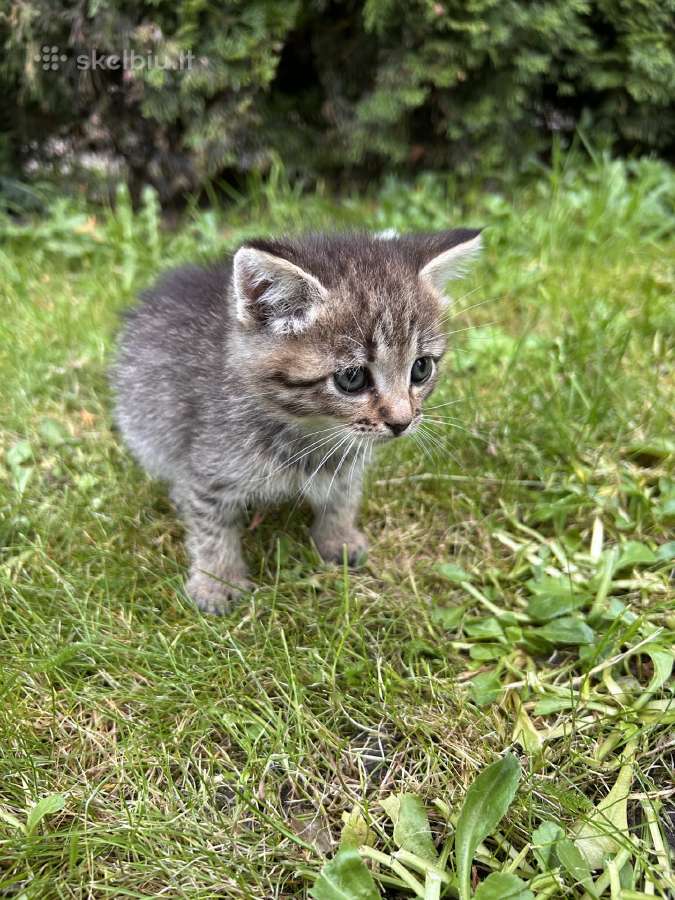 Atiduodami kačiukai į geras rankas! - nuotraukos Nr. 10