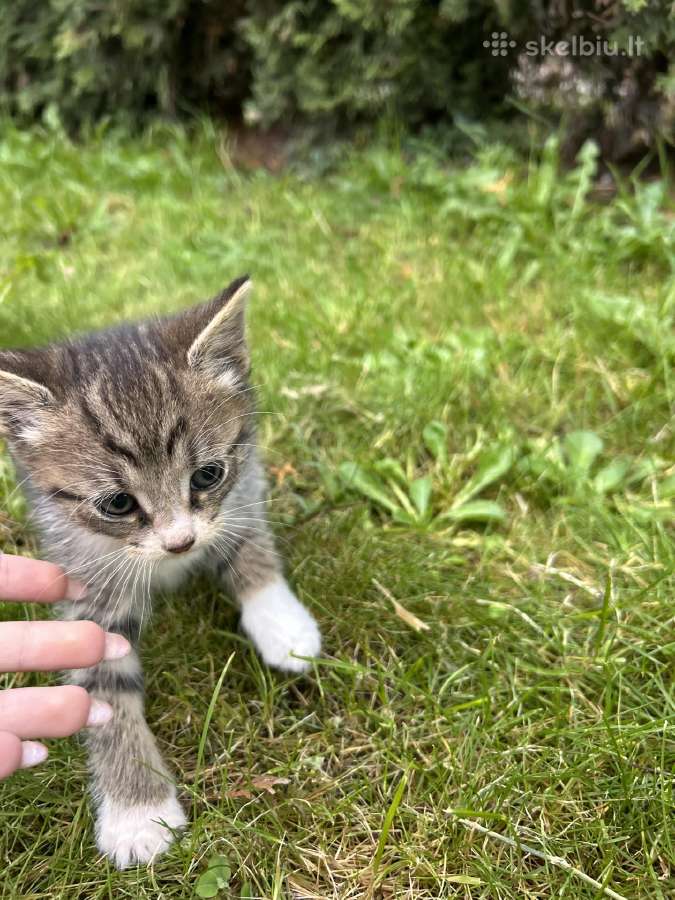 Atiduodami kačiukai į geras rankas! - nuotraukos Nr. 11