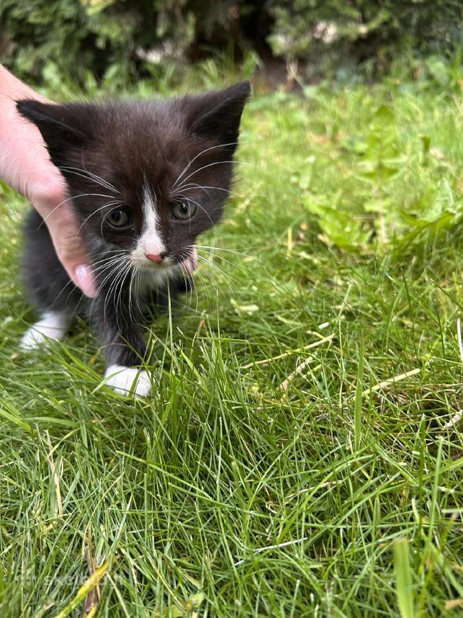 Atiduodami kačiukai į geras rankas! - nuotraukos Nr. 14