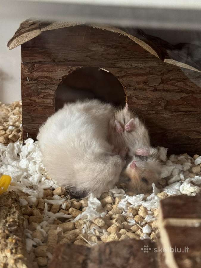 Sirijos žiurkėnai - nuotraukos Nr. 4