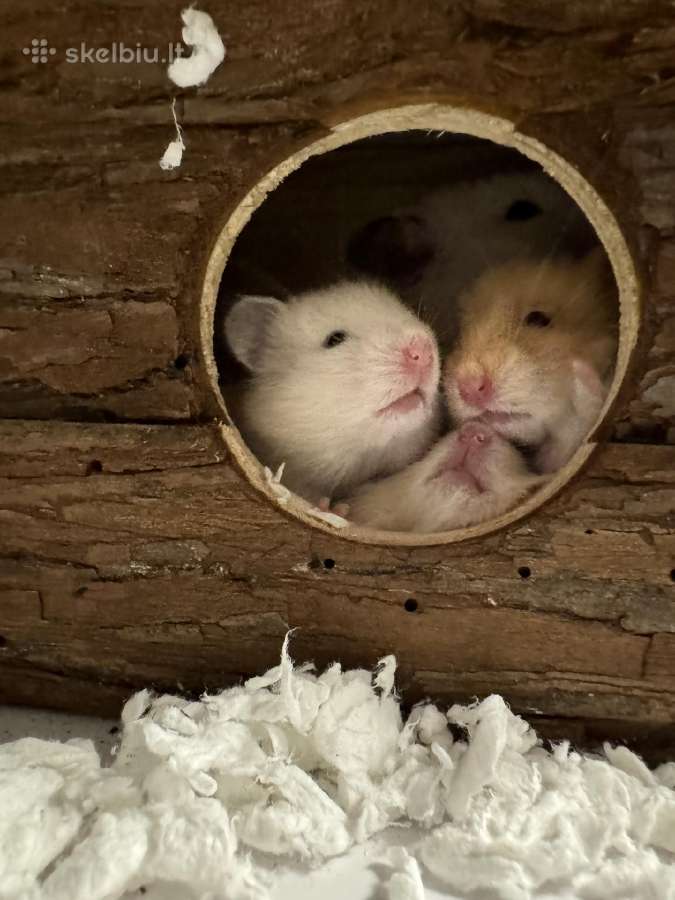 Sirijos žiurkėnai - nuotraukos Nr. 5
